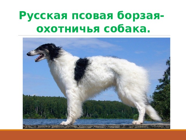 Русская псовая борзая-  охотничья собака. 