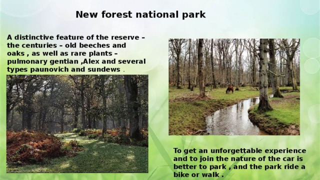 New forest national park  A distinctive feature of the reserve – the centuries – old beeches and oaks , as well as rare plants – pulmonary gentian ,Alex and several types paunovich and sundews . To get an unforgettable experience and to join the nature of the car is better to park , and the park ride a bike or walk . 