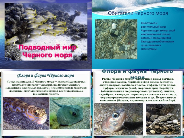 Фауна и фауна черного моря с фото