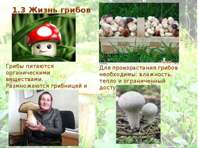 Срок жизни грибов. Условия жизни грибов. Грибы питаются органическими веществами. Продолжительная жизнь грибов. Сколько живут грибы.
