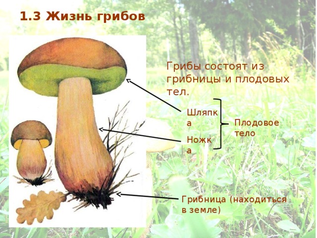 Срок жизни грибов. Из чего состоит гриб. Строение гриба подосиновика. Строение шляпочного гриба. Тело гриба состоит.
