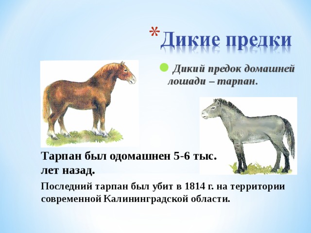 Дикий предок домашней лошади – тарпан.  Тарпан был одомашнен 5-6 тыс. лет назад. Последний тарпан был убит в 1814 г. на территории современной Калининградской области.  