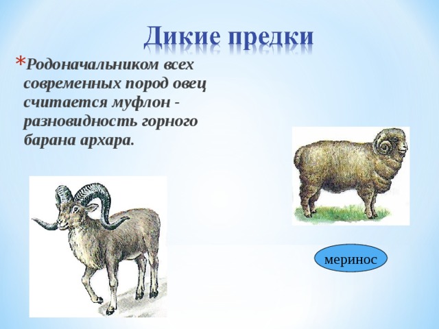 Родоначальником всех современных пород овец считается муфлон - разновидность горного барана архара. меринос 