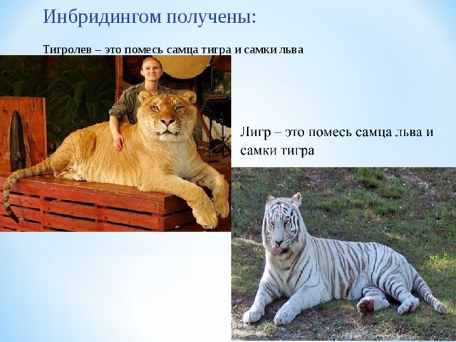 Инбридингом получены: Тигролев – это помесь самца тигра и самки льва 