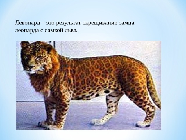 Левопард – это результат скрещивание самца леопарда с самкой льва. 