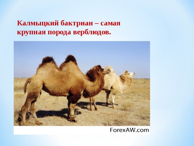 Калмыцкий бактриан – самая крупная порода верблюдов. 