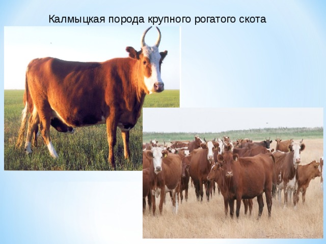 Калмыцкая порода крупного рогатого скота 