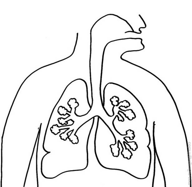 Легкие рисунок орган