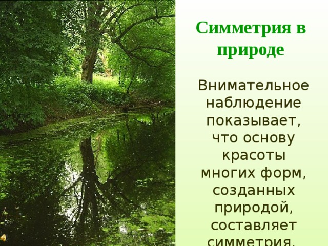 Симметрия в природе Внимательное наблюдение показывает, что основу красоты многих форм, созданных природой, составляет симметрия. 