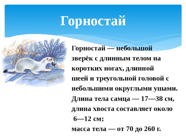 Горностай Горностай — небольшой зверёк с длинным телом на коротких ногах, длинной шеей и треугольной головой с небольшими округлыми ушами. Длина тела самца — 17—38 см, длина хвоста составляет около 6—12 см; масса тела — от 70 до 260 г. 