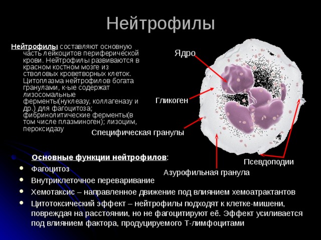 Нейтрофилы Нейтрофилы составляют основную часть лейкоцитов периферической крови. Нейтрофилы развиваются в красном костном мозге из стволовых кроветворных клеток. Цитоплазма нейтрофилов богата гранулами, к-ые содержат лизосомальные ферменты(нуклеазу, коллагеназу и др.) для фагоцитоза ; фибринолитические ферменты(в том числе плазминоген) ; лизоцим, пероксидазу Ядро Гликоген Специфическая гранулы  Основные функции нейтрофилов : Фагоцитоз Внутриклеточное переваривание Хемотаксис – направленное движение под влиянием хемоатрактантов Цитотоксический эффект – нейтрофилы подходят к клетке-мишени, повреждая на расстоянии, но не фагоцитируют её. Эффект усиливается под влиянием фактора, продуцируемого Т-лимфоцитами Псевдоподии Азурофильная гранула 