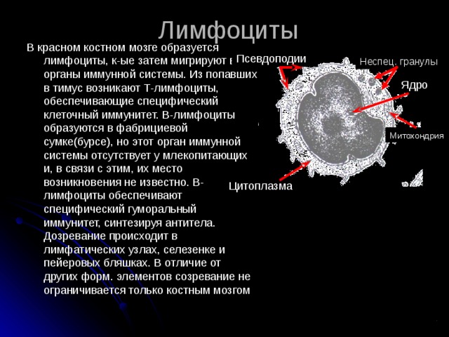 1 Лимфоциты В красном костном мозге образуется лимфоциты, к-ые затем мигрируют в органы иммунной системы. Из попавших в тимус возникают Т-лимфоциты, обеспечивающие специфический клеточный иммунитет. В-лимфоциты образуются в фабрициевой сумке(бурсе), но этот орган иммунной системы отсутствует у млекопитающих и, в связи с этим, их место возникновения не известно. В-лимфоциты обеспечивают специфический гуморальный иммунитет, синтезируя антитела. Дозревание происходит в лимфатических узлах, селезенке и пейеровых бляшках. В отличие от других форм. элементов созревание не ограничивается только костным мозгом Псевдоподии Неспец. гранулы Ядро Митохондрия Цитоплазма 