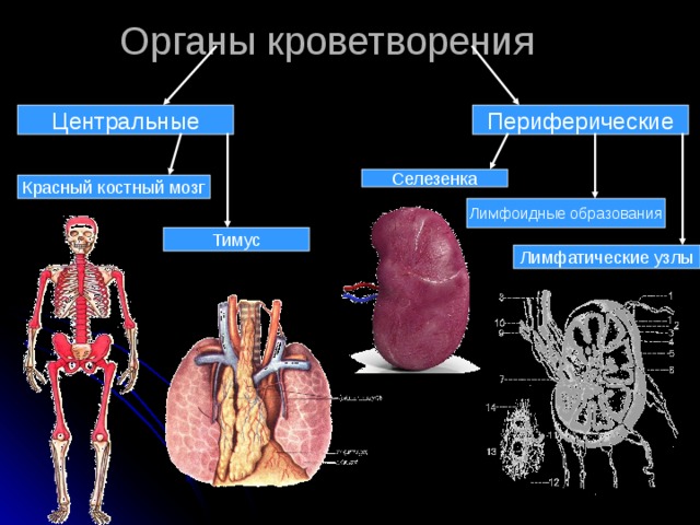 Органы кроветворения Центральные  Периферические Селезенка Красный костный мозг Лимфоидные образования Тимус Лимфатические узлы 