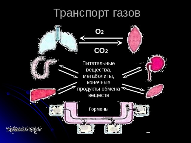 Транспорт газов О 2 СО 2 Питательные вещества, метаболиты, конечные продукты обмена веществ Гормоны 