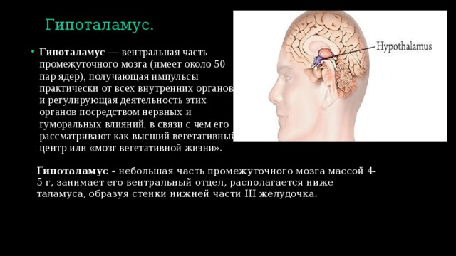 Гипоталамус. Гипоталамус  — вентральная часть промежуточного мозга (имеет около 50 пар ядер), получающая импульсы практически от всех внутренних органов и регулирующая деятельность этих органов посредством нервных и гуморальных влияний, в связи с чем его рассматривают как высший вегетативный центр или «мозг вегетативной жизни». Гипоталамус -  небольшая часть промежуточного мозга массой 4-5 г, занимает его вентральный отдел, располагается ниже таламуса, образуя стенки нижней части III желудочка. 