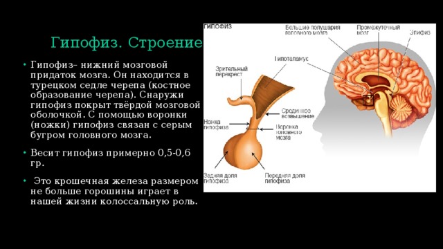Гипофиз. Строение. Гипофиз– нижний мозговой придаток мозга. Он находится в турецком седле черепа (костное образование черепа). Снаружи гипофиз покрыт твёрдой мозговой оболочкой. С помощью воронки (ножки) гипофиз связан с серым бугром головного мозга.   Весит гипофиз примерно 0,5-0,6 гр.  Это крошечная железа размером не больше горошины играет в нашей жизни колоссальную роль. 
