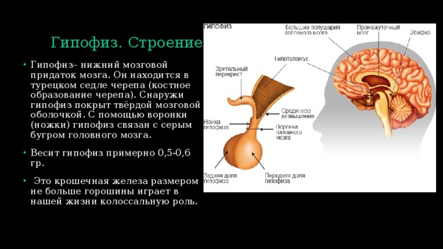 Где находится гипофиз фото