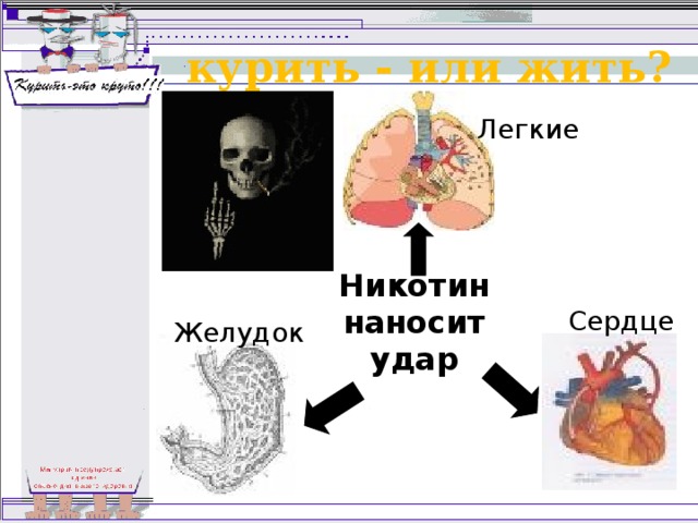 курить - или жить? Легкие Никотин наносит удар Сердце Желудок 