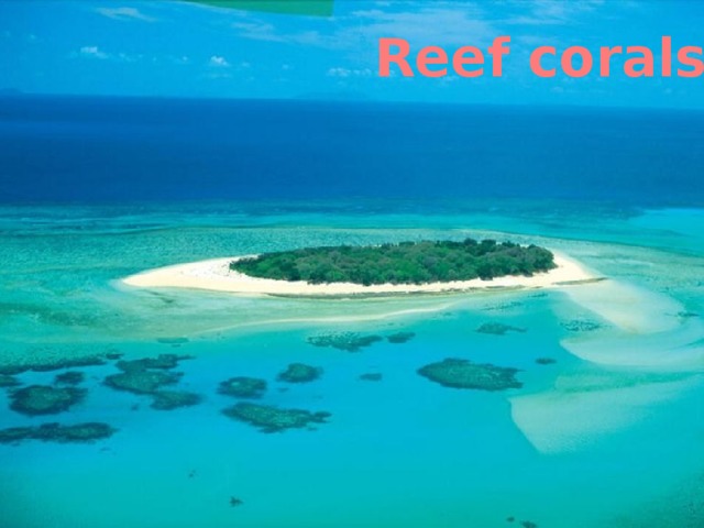 Reef corals