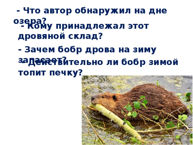  - Что автор обнаружил на дне озера?  - Кому принадлежал этот дровяной склад? - Зачем бобр дрова на зиму запасает?  - Действительно ли бобр зимой топит печку? 