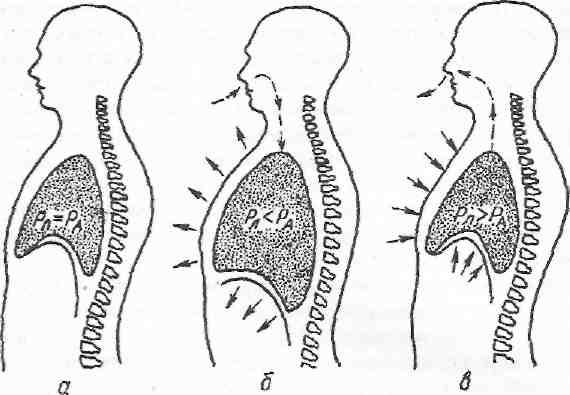 Механизм вдоха и выхода схема