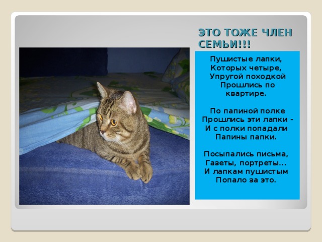 ЭТО ТОЖЕ ЧЛЕН СЕМЬИ!!! Пушистые лапки,  Которых четыре,  Упругой походкой  Прошлись по квартире.   По папиной полке  Прошлись эти лапки -  И с полки попадали  Папины папки.   Посыпались письма,  Газеты, портреты...  И лапкам пушистым  Попало за это. 
