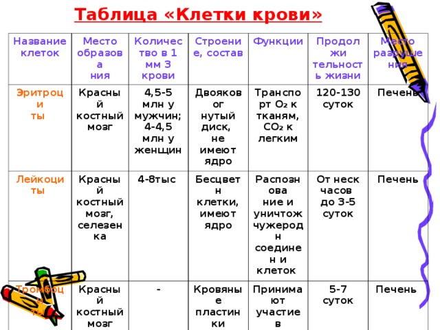 Таблица «Клетки крови» Название клеток Место образова ния Эритроци ты Количество в 1 мм 3 крови Красный костный мозг Лейкоциты Строение, состав Тромбоци ты Красный костный мозг, селезенка 4,5-5 млн у мужчин; 4-4,5 млн у женщин 4-8тыс Красный костный мозг Двояковог нутый диск, не имеют ядро Функции - Бесцветн клетки, имеют ядро Транспорт О 2 к тканям, СО 2 к легким Продолжи тельность жизни Распознова ние и уничтож чужеродн соединен и клеток Кровяные пластинки 120-130 суток Место разруше ния Принимают участие в свертывании крови Печень От неск часов до 3-5 суток Печень 5-7 суток Печень 