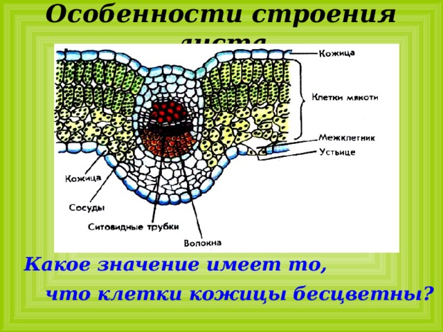 Какие особенности строения клетки. Особенности строения клеток кожицы. Строение кожицы листа камелии. Сравнение клетки кожицы лука и клетки листа камелии. Клетки кожицы листа функции.