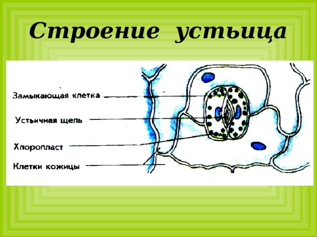 Что такое устьица и где они расположены. Биология 6 класс изображения устьица. Строение устьица. Сопровождающие клетки устьиц. Строение устьица рисунок.