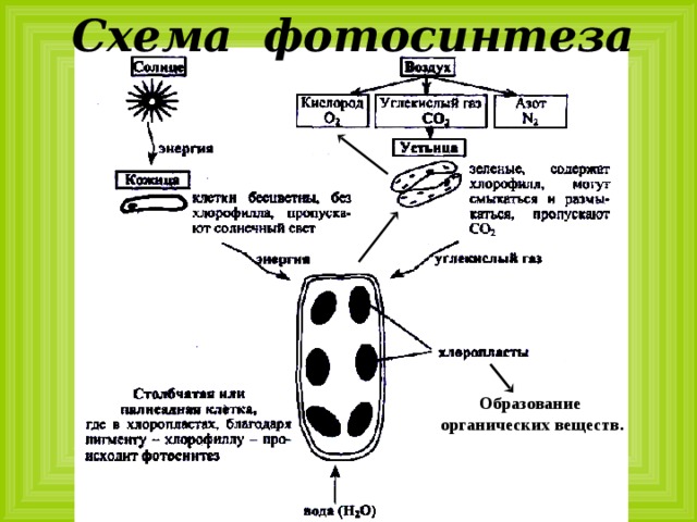 Схема фотосинтеза Образование органических веществ.    