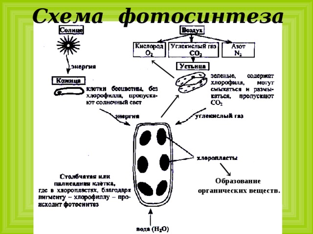 Схема фотосинтеза растений