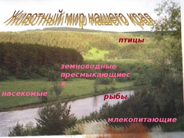 птицы земноводные пресмыкающиеся насекомые рыбы млекопитающие 