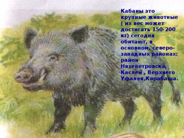 Кабаны это крупные животные ( их вес может достигать 150-200 кг) сегодня обитают, в основном, северо-западных районах: район Нязепетровска, Каслей , Верхнего Уфалея,Карабаша. 
