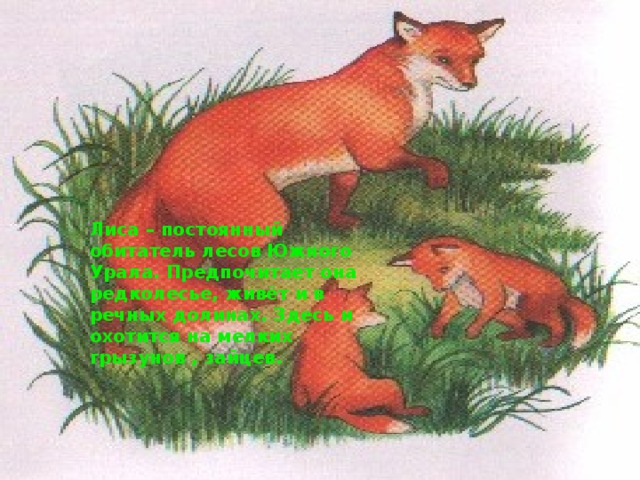 Лиса – постоянный обитатель лесов Южного Урала. Предпочитает она редколесье, живёт и в речных долинах. Здесь и охотится на мелких грызунов , зайцев. 