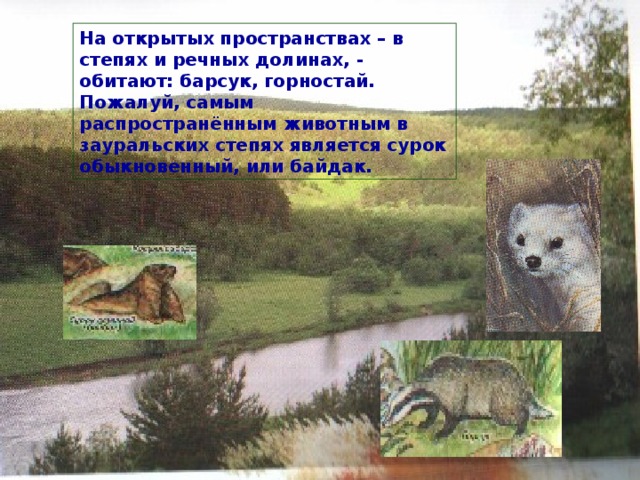 На открытых пространствах – в степях и речных долинах, - обитают: барсук, горностай. Пожалуй, самым распространённым животным в зауральских степях является сурок обыкновенный, или байдак. 