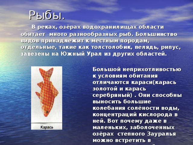  В реках, озёрах водохранилищах области обитает много разнообразных рыб. Большинство видов принадлежит к местным породам, отдельные, такие как толстолобик, пелядь, рипус, завезены на Южный Урал из других областей.  Большой неприхотливостью к условиям обитания отличаются караси(карась золотой и карась серебряный) . Они способны выносить большие колебания солёности воды, концентраций кислорода в ней. Вот почему даже в маленьких, заболоченных озёрах степного Зауралья можно встретить в основном , этих рыб. 