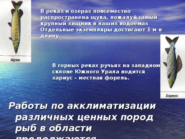 В реках и озёрах повсеместно распространена щука, пожалуй самый крупный хищник в наших водоёмах Отдельные экземпляры достигают 1 м в длину. В горных реках ручьях на западном склоне Южного Урала водится хариус – местная форель. Работы по акклиматизации различных ценных пород рыб в области продолжаются.  