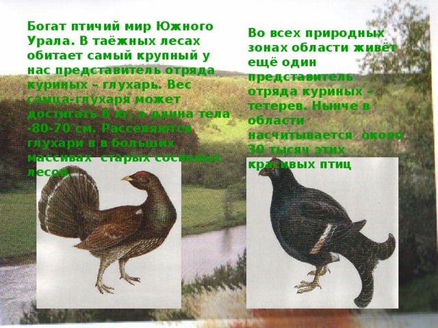 Богат птичий мир Южного Урала. В таёжных лесах обитает самый крупный у нас представитель отряда куриных – глухарь. Вес самца-глухаря может достигать 6 кг, а длина тела -80-70 см. Расселяются глухари в в больших массивах старых сосновых лесов. Во всех природных зонах области живёт ещё один представитель отряда куриных – тетерев. Нынче в области насчитывается около 30 тысяч этих красивых птиц 