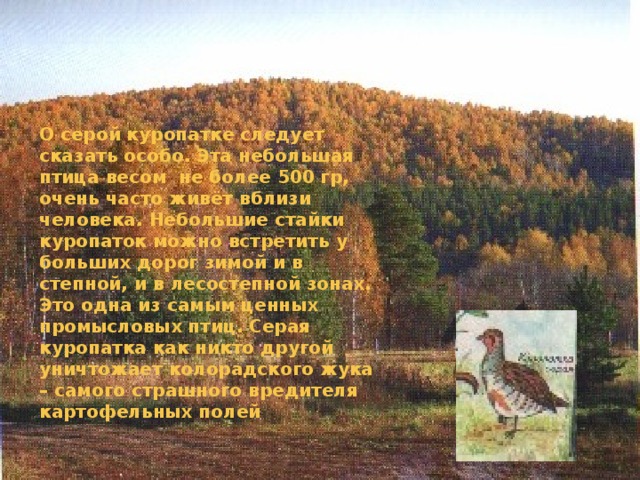 О серой куропатке следует сказать особо. Эта небольшая птица весом не более 500 гр, очень часто живёт вблизи человека. Небольшие стайки куропаток можно встретить у больших дорог зимой и в степной, и в лесостепной зонах. Это одна из самым ценных промысловых птиц. Серая куропатка как никто другой уничтожает колорадского жука – самого страшного вредителя картофельных полей 
