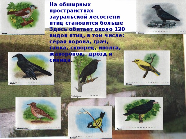 На обширных пространствах зауральской лесостепи птиц становится больше Здесь обитает около 120 видов птиц, в том числе: серая ворона, грач, галка, скворец, иволга, жаворонок, дрозд и синица . 