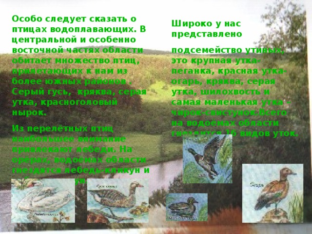 Особо следует сказать о птицах водоплавающих. В центральной и особенно восточной частях области обитает множество птиц, прилетающих к нам из более южных районов . Серый гусь, кряква, серая утка, красноголовый нырок. Из перелётных птиц наибольшее внимание привлекают лебеди. На орёрах, водоёмах области гнездятся лебедь-кликун и лебедь-щипун. Широко у нас представлено подсемейство утиных, это крупная утка-пеганка, красная утка-огарь, кряква, серая утка, шилохвость и самая маленькая утка – чирок-свистунок.Всего на водоёмах области гнездится 16 видов уток. 