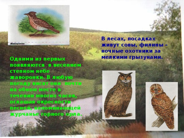 В лесах, посадках живут совы, филины – ночные охотники за мелкими грызунами. Одними из первых появляются в весеннем степном небе жаворонки. В любую погоду висят они почти на обном месте в течении многих часов, оглашая окресности песней, напоминающей журчанье горного орла. 