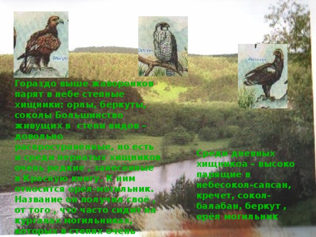 Гораздо выше жаворонков парят в небе степные хищники: орлы, беркуты, соколы Большинство живущих в степи видов – довольно распространённые, но есть и среди пернатых хищников очень редкие , занесённые в Красную книгу. К ним относится орёл-могильник. Название он получил своё , от того , что часто сидит на курганах могильниках, которых в степях очень много. Среди дневных хищникоа – высоко парящие в небесокол-сапсан, кречет, сокол-балабан, беркут , орёл могильник 