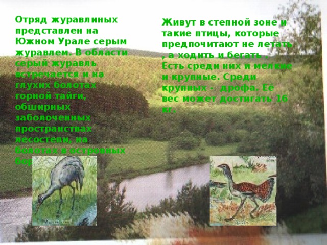 Отряд журавлиных представлен на Южном Урале серым журавлем. В области серый журавль встречается и на глухих болотах горной тайги, обширных заболоченных пространствах лесостепи, на болотах в островных борах. Живут в степной зоне и такие птицы, которые предпочитают не летать , а ходить и бегать . Есть среди них и мелкие и крупные. Среди крупных - дрофа. Её вес может достигать 16 кг. 