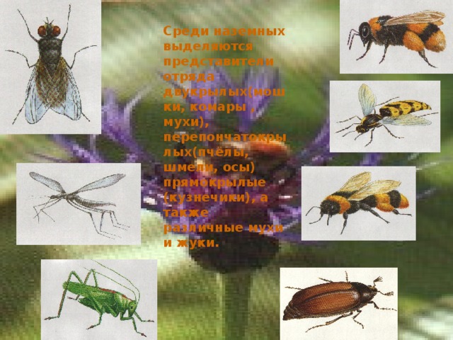 Среди наземных выделяются представители отряда двукрылых(мошки, комары , мухи), перепончатокрылых(пчёлы, шмели, осы) прямокрылые (кузнечики), а также различные мухи и жуки. 