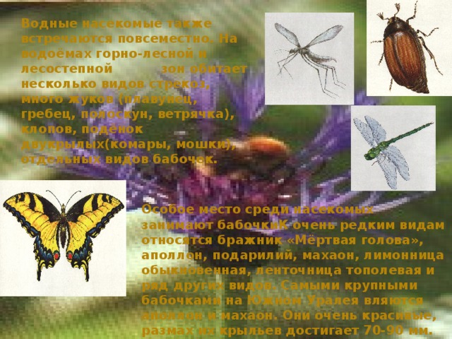 Водные насекомые также встречаются повсеместно. На водоёмах горно-лесной и лесостепной  зон обитает несколько видов стрекоз, много жуков (плавунец, гребец, полоскун, ветрячка), клопов, подёнок двукрылых(комары, мошки), отдельных видов бабочек. Особое место среди насекомых занимают бабочкиК очень редким видам относятся бражник «Мёртвая голова», аполлон, подарилий, махаон, лимонница обыкновенная, ленточница тополевая и ряд других видов. Самыми крупными бабочками на Южном Уралея вляются аполлон и махаон. Они очень красивые, размах их крыльев достигает 70-90 мм. 