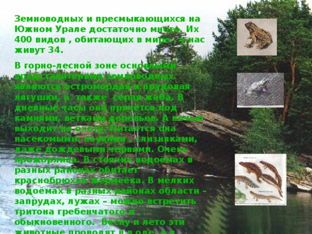 Земноводных и пресмыкающихся на Южном Урале достаточно много. Их 400 видов , обитающих в мире , у нас живут 34. В горно-лесной зоне основными представителями земноводных являются остромордая и прудовая лягушки, а также серая жаба. В дневные часы она прячется под камнями, ветками деревьев. А ночью выходит на охоту. Питается она насекомыми: пауками , слизняками, даже дождевыми червями. Очень прожорлива. В стоячих водоёмах в разных районах обитает краснобрюхая жермеёка. В мелких водоёмах в разных районах области –запрудах, лужах – можно встретить тритона гребенчатого и обыкновенного. Весну и лето эти животные проводят в в оде, а в середине лета выходят на сушу. 