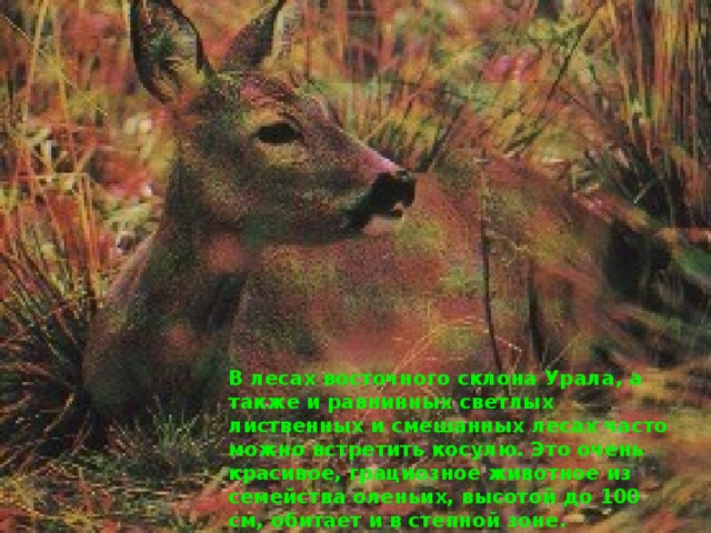 В лесах восточного склона Урала, а также и равнинных светлых лиственных и смешанных лесах часто можно встретить косулю. Это очень красивое, грациозное животное из семейства оленьих, высотой до 100 см, обитает и в степной зоне. 