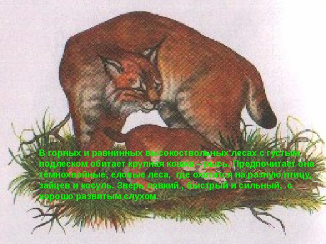В горных и равнинных высокоствольных лесах с густым подлеском обитает крупная кошка – рысь. Предпочитает она тёмнохвойные, еловые леса, где охотится на разную птицу, зайцев и косуль. Зверь ловкий , быстрый и сильный, с хорошо развитым слухом. 