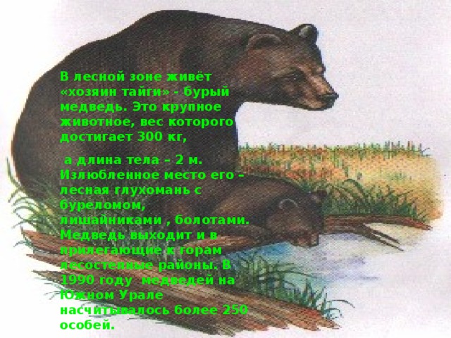 В лесной зоне живёт «хозяин тайги» - бурый медведь. Это крупное животное, вес которого достигает 300 кг,  а длина тела – 2 м. Излюбленное место его – лесная глухомань с буреломом, лишайниками , болотами. Медведь выходит и в прилегающие к горам лесостепные районы. В 1990 году медведей на Южном Урале насчитывалось более 250 особей. 